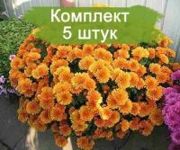 Комплект 5шт / Хризантема Молфетта Оранж (Мультифлора/Оранжевая)