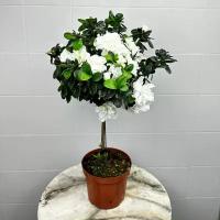 Азалия комнатное или офисное цветущие дерево