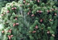 Сосна Кедровая (Pinus cembra) Саженец/80-90 см./4 года/10л/Закрытая (ЗКС)