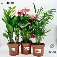 Набор 3 растения: Замиокулькас, Антуриум красный, Хамедорея, высота 30-40см