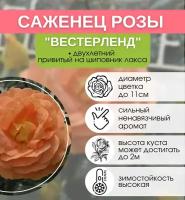 Роза Плетистая Вестерленд