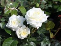 Роза флорибунда Alabaster, Саженцы, С2 (2 литра), ЗКС - Кустарники лиственные