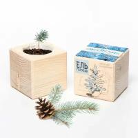 Набор для выращивания 'Wood Pine' / Ель Голубая