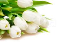 Фотообои Букет белых тюльпанов 275x413 (ВхШ), бесшовные, флизелиновые, MasterFresok арт 10-145
