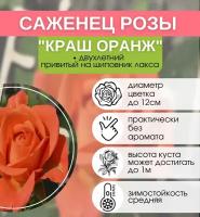 Роза чайная Краш Оранж