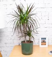 Драцена Маргината, 2 ствола, высота 70 см, пересаженное комнатное растение в кашпо нефритового цвета