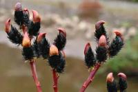 Ива тонко-столбиковая Меланостахис (Salix gracilistyla Melanostachys) саженцы