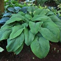 Хоста Гибридная Ти Рекс (Hosta) Саженец/Разбор 1/Открытая (корень)