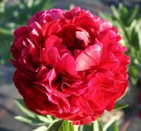 Пион Травянистый Генри Бокстос (Paeonia) Саженец/20-30 см./2 года/3л/Закрытая (ЗКС)