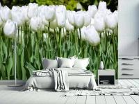 Фотообои Белые тюльпаны 275x413 (ВхШ), бесшовные, флизелиновые, MasterFresok арт 10-143