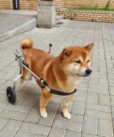 Инвалидная коляска (тележка) для собак для задних лап. Для крупных такс
