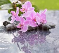 Фотообои Цветки красивой орхидеи на камнях 275x306 (ВхШ), бесшовные, флизелиновые, MasterFresok арт 10-210