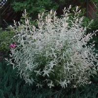 Ива Пепельная Триколор (Salix purpurea) Саженец/60-70 см./3 года/7,5л/Закрытая (ЗКС)