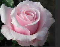 Роза Невеста(чайно-гибридная)