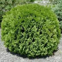 Туя Западная Глобоза Ауреа (Thuja occidentalis) - набор из 3 штук Саженец/5-10 см./1 год/р9/Закрытая (ЗКС)