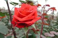 Роза Ред берлин(чайно-гибридная)