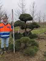 Сосна обыкновенная (ниваки) | Pinus Sylvestris Bonsai - Копанный - №2 200-225 (см) - WRB