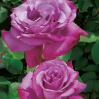 Роза Чайно-гибридная Лила Вандер (Rose hybrid tea) Саженец/15-20 см./1 год/Открытая (ОКС)