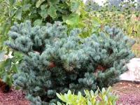 Сосна Парвифлора Негиши (Pinus) Саженец/40-50 см./4 года/10л/Закрытая (ЗКС)