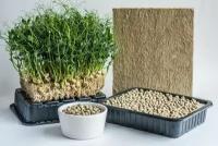 Каменная вата для выращивания микрозелени и проростков - 55 штук
