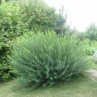 Ива Пурпурная Маяк (Salix purpurea) Саженец/70-80 см./2-3 года/15л/Закрытая (ЗКС)