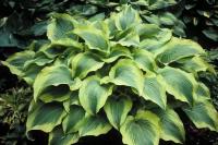 Хоста Гибридная Атлантис (Hosta hybrid) - набор из 4 штук Саженец/10-20 см./2 года/2л/Закрытая (ЗКС)