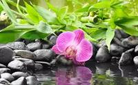 Фотообои Розовая орхидея на черных камнях 275x447 (ВхШ), бесшовные, флизелиновые, MasterFresok арт 3-196