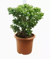 Крассула Овата - Crassula ovata D40 H90