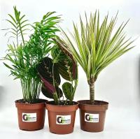 Набор 3 растения: Хамедорея, Маранта, Драцена Маргината, высота 30-40см
