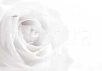 Фотообои Белая роза роскошная 275x393 (ВхШ), бесшовные, флизелиновые, MasterFresok арт 10-231
