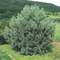 Сосна Обыкновенная Ватерери (Pinus sylvestris) Саженец/50-60 см./4-5 лет/20л/Закрытая (ЗКС)