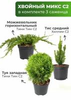 Комплект 3 хвойных растения:Туя западная Тини Тим, Можжевельник Принц Уэльский, Тис средний Хиллии, в горшке С2, Саженец можжевельник