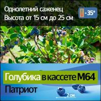 Голубика в кассете М64 Патриот (высота от 15 до 25 см)