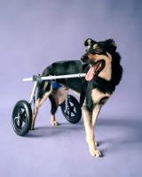 Инвалидная коляска (тележка) для животных. Размер XL 30-50 кг
