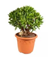 Крассула "Меджикал Три" - Crassula 'Magical Tree' D32 H75