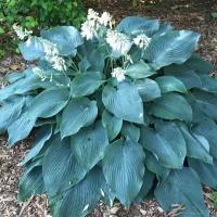 Хоста Гибридная Блу Энджел (Hosta hybrid) - набор из 3 штук Саженец/20-30см./2 года/3л/Закрытая (ЗКС)