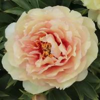 Пион Ито Кенари Бриллиантс (Paeonia Itoh) Саженец/20-30см./2 года/3л/Закрытая (ЗКС)