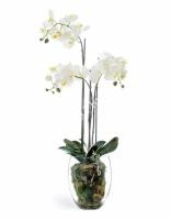 Искусственная Орхидея Фаленопсис белая с мхом, корнями, землёй - в-85 см, Treez Collection