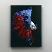Интерьерная картина на холсте "Аквариумная рыбка - Петушок" размер 60x80 см