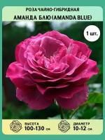 Роза чайно-гибридная саженцы Аманда блю