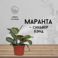 Маранта Сильвер Бэнд, живое комнатное растение, диаметр кашпо 12 см