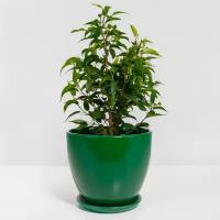 Растение "Фикус Бенджамина Наташа" пересаженное в Зелёный горшок