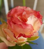 Роза чайно-гибридная Дуэт на штамбе (80-100см/С5-С8/ЗКС)