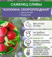 Слива Колонна Скороплодная