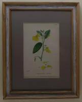 Оригинальная, старинная гравюра, 1873 год, "дикие цветущие растения", в рамке, 40см на 29.5см, Лот №3608