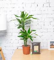 Комнатное растение Драцена Голден Кост 2 ствола, высота 80 см. Грунт для пересадки в подарок