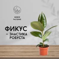 Фикус Эластика Робуста, живое комнатное растение, диаметр кашпо 12 см