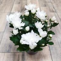 Хризантема Дабл белая 12*25, живое комнатное растение в горшке
