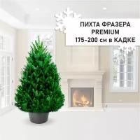 Пихта Фразера Premium в кадке, елка живая 175-200см