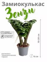 Замиокулькас Зензи долларовое дерево высота 10-20см, в технологическом горшке диаметр 6см